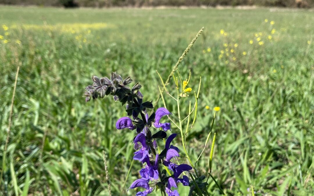 Pratiquer la reconnexion à la nature